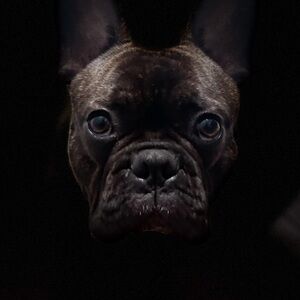 Meet your Posher, Elvia